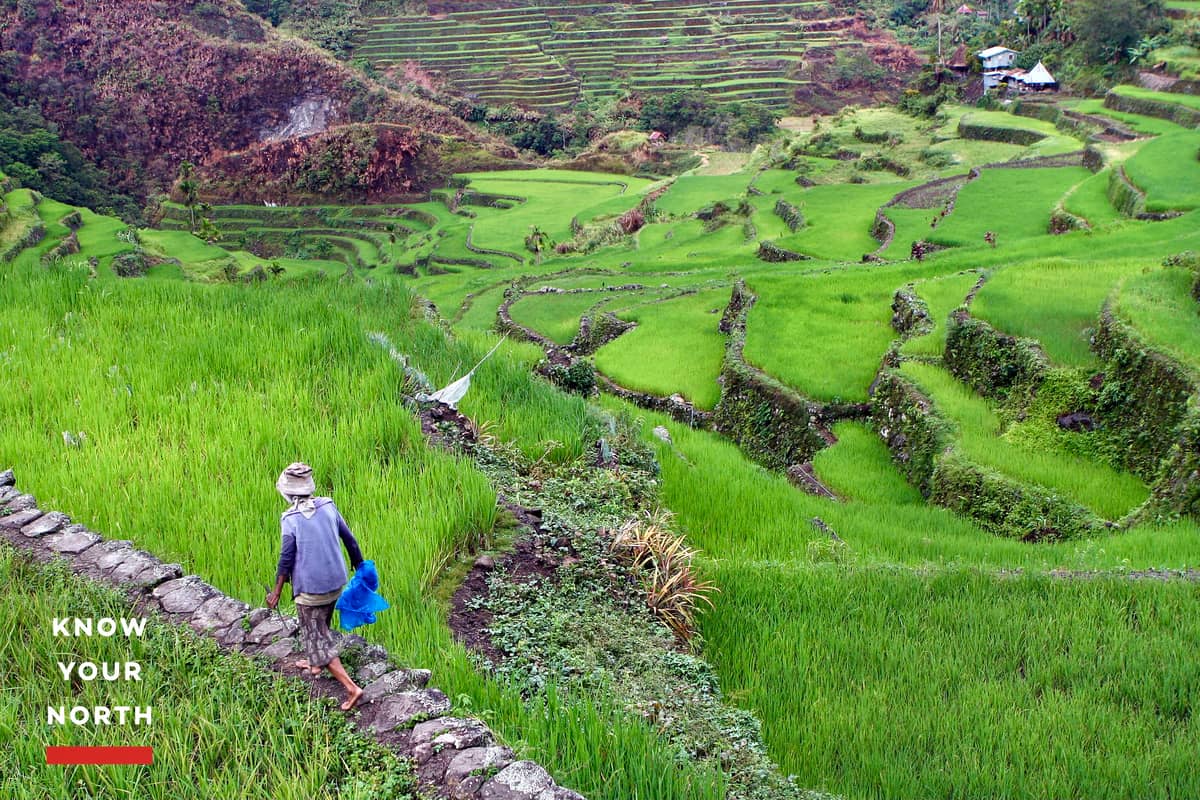 Maintaining the terraces and growing rice entails never-ending attentiveness, massive human effort and backbreaking work without the aid of machinery or beasts of burden.