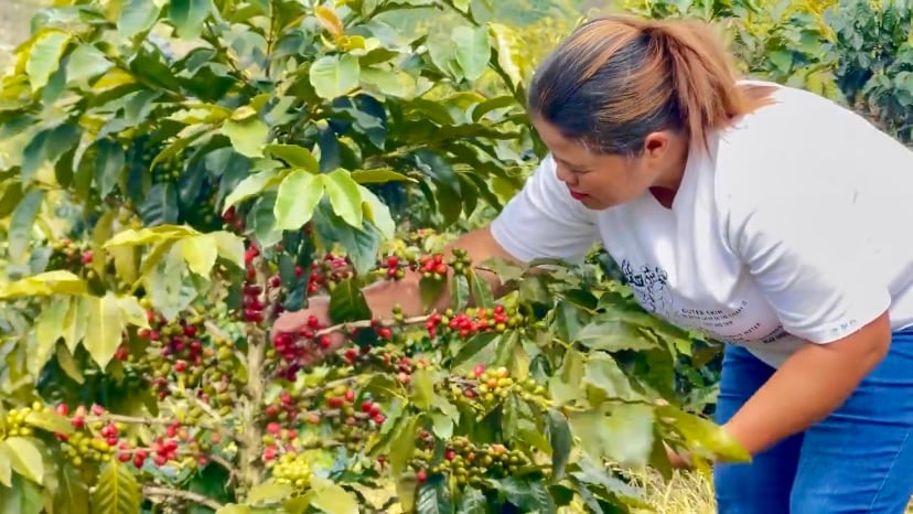 Growing coffee partners