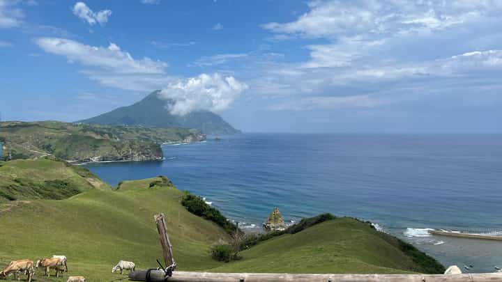 Cows are freely thriving in the hills of Tayid Lighthouse in the Municipality of Mahatao, taking advantage of the three-month dry season in the province which rain and typhoons are very prevalent, Batanes.