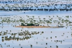 Australia floods sweep over 100,000 livestock away