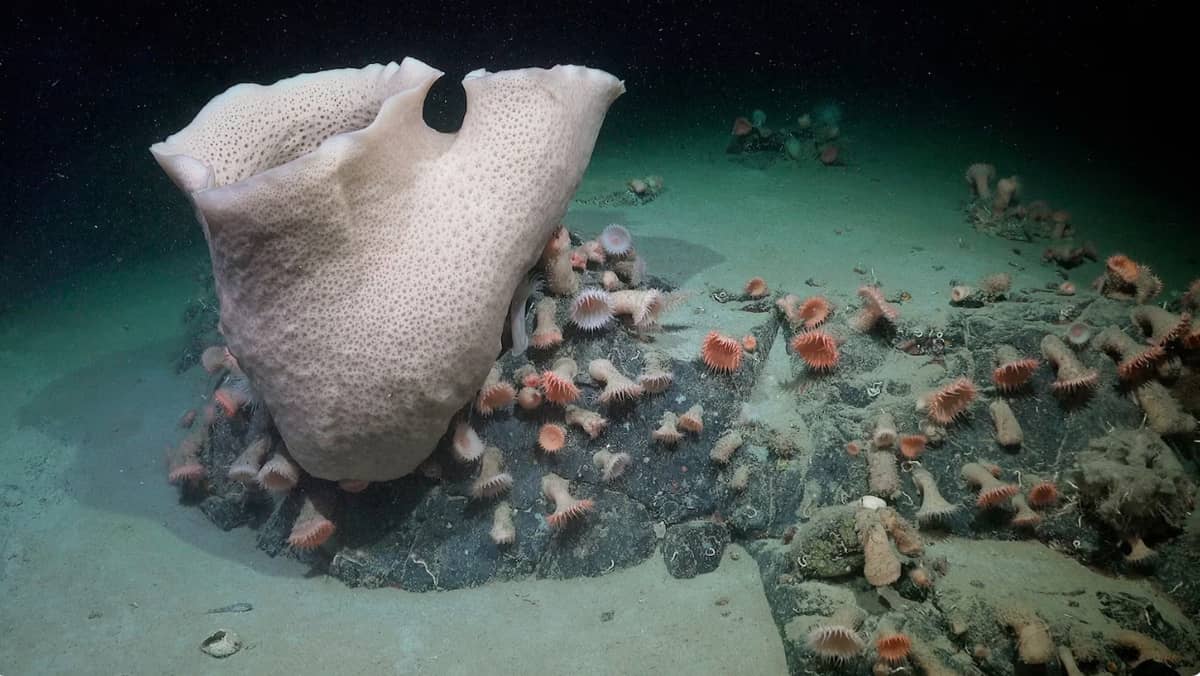 A massive sponge and anemones spotted 230 meters deep beneath the former George VI Ice Shelf, suggesting a centuries-old undersea community.