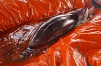 Cabangan community rescues dolphin in Zambales