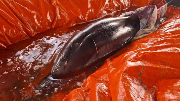 Cabangan community rescues dolphin in Zambales