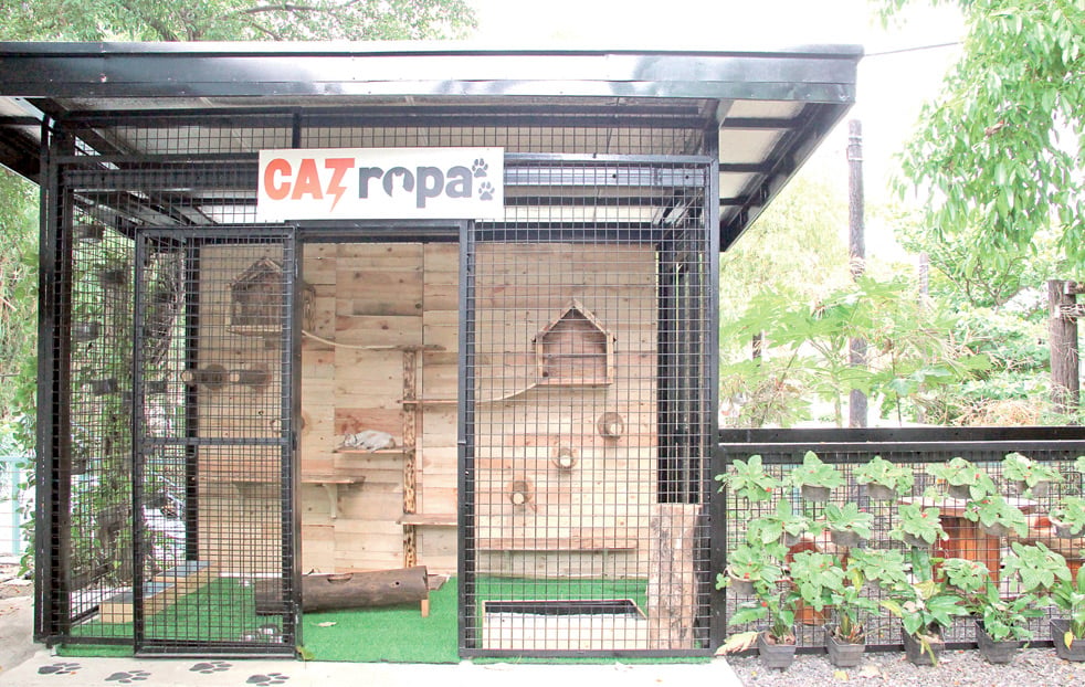 Built from recycled materials, the catio provides a safe and comfortable haven for Meralco’s community cats.