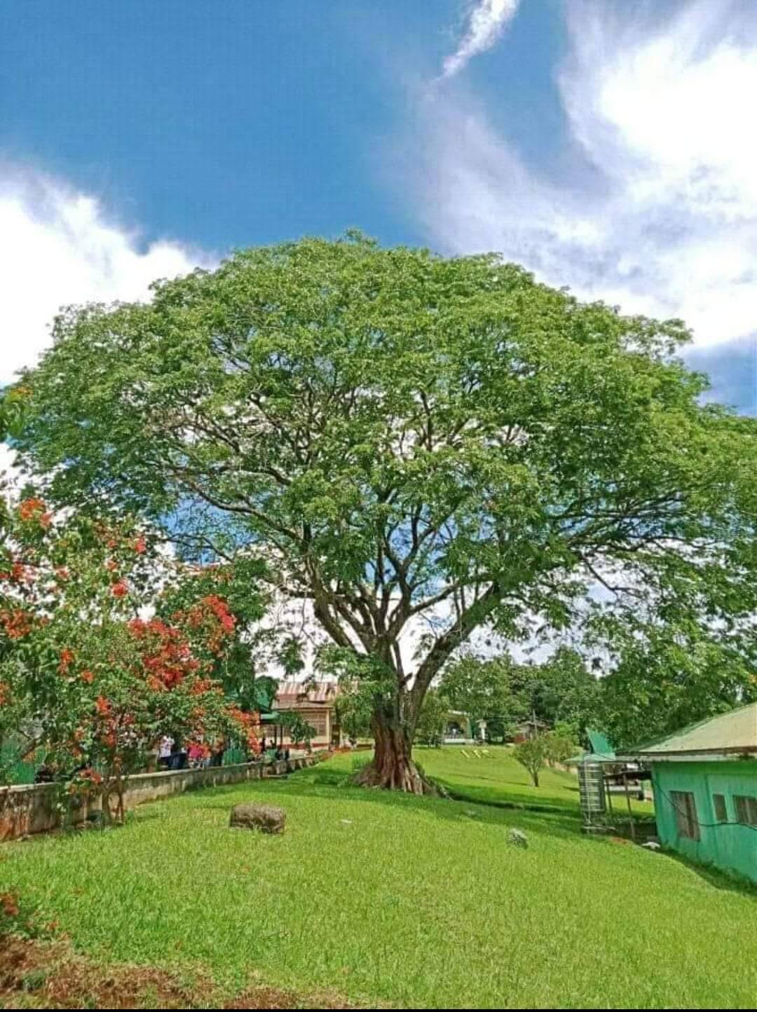 Lumbatan roots.