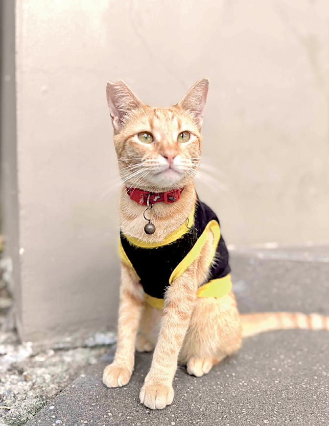 Meralco’s resident security cat Orange is on duty in welcoming the employees and guests.