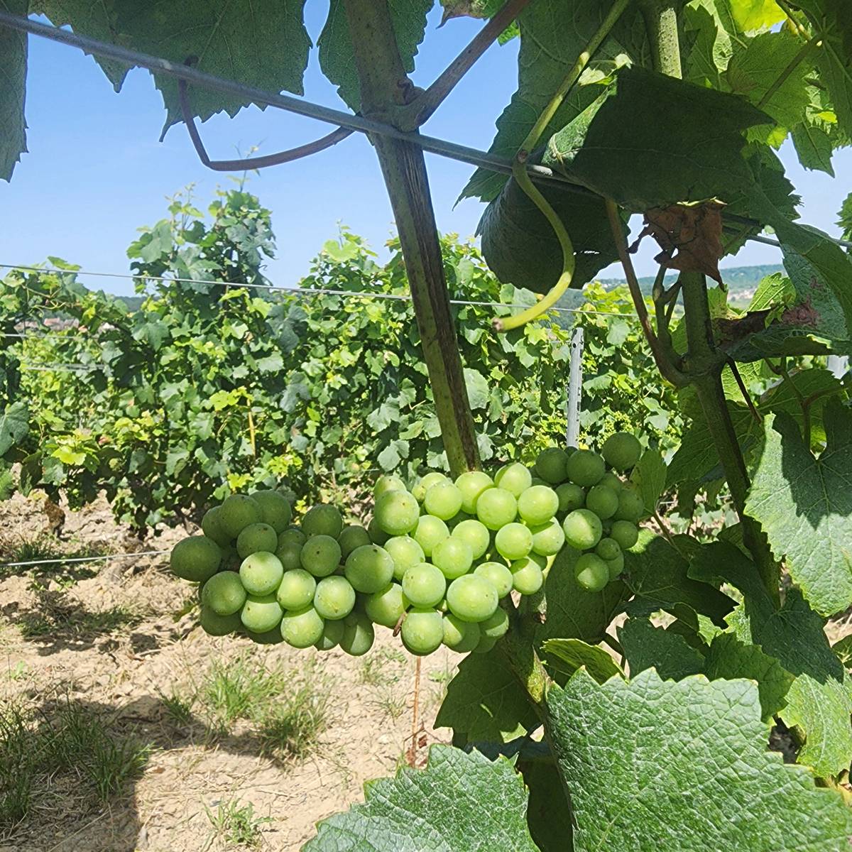 Grapes used in making Champagne.