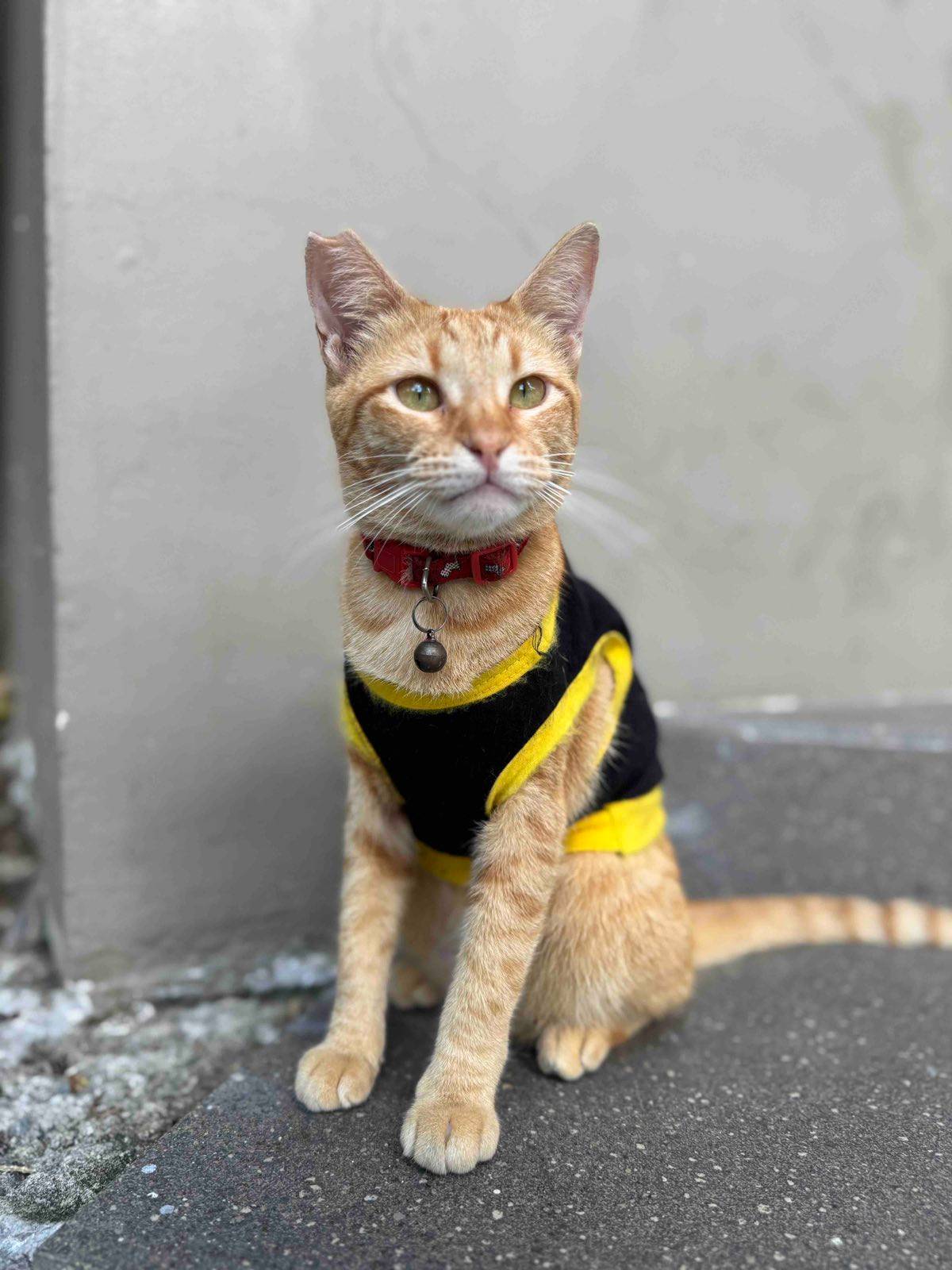 Meralco’s resident security cat Orange is on duty in welcoming the employees and guests.