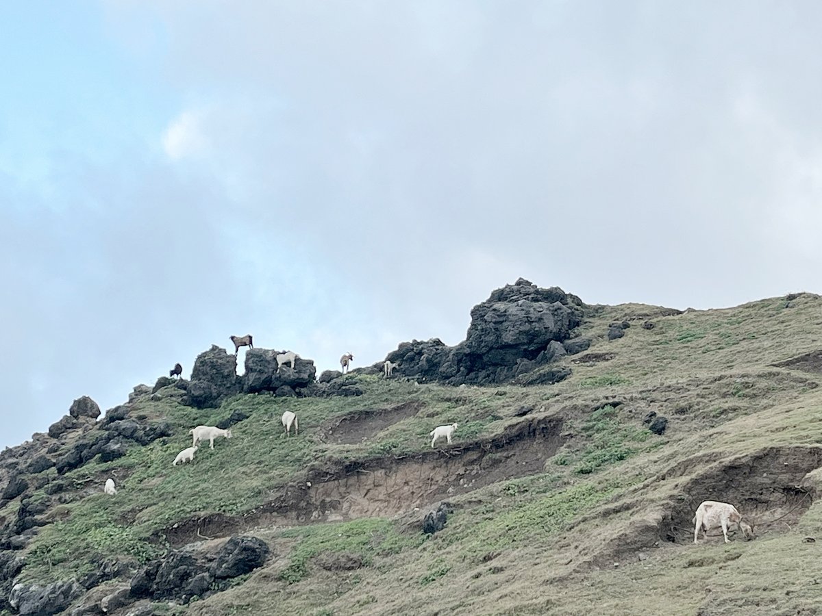 Goats devour the lush hills of Uyugan.