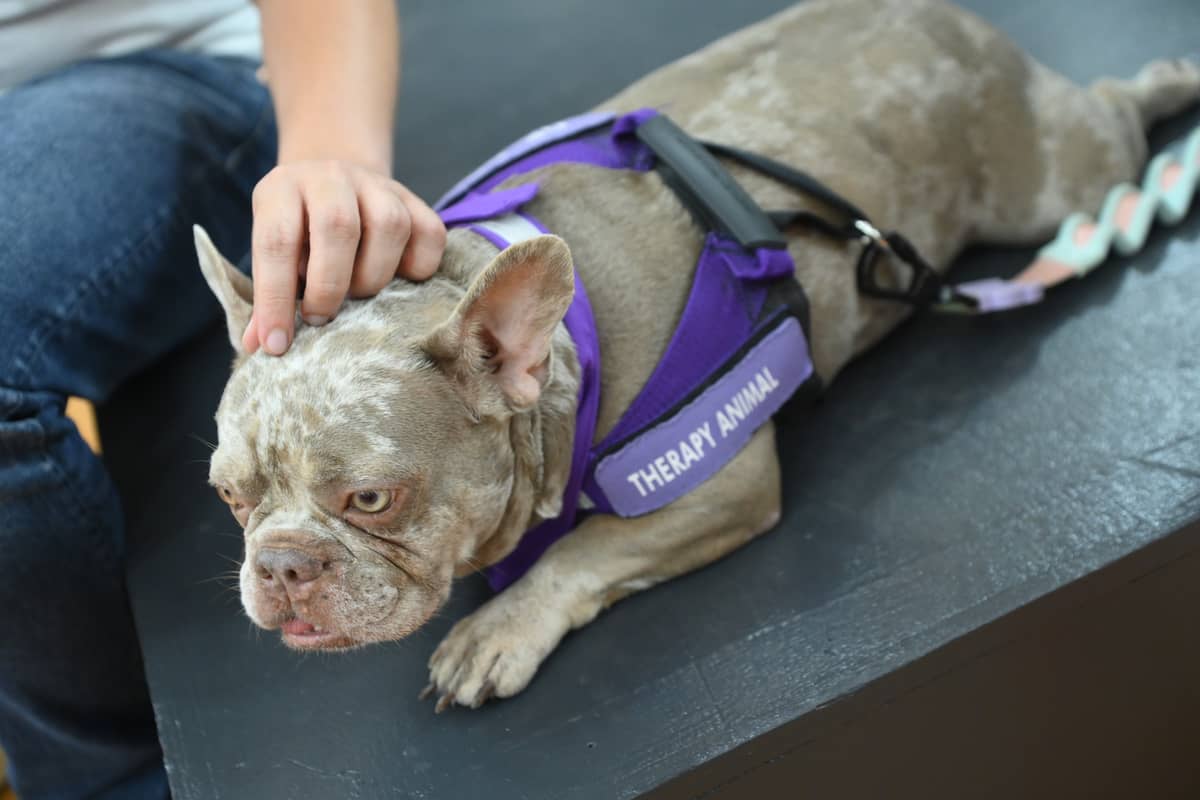 Champorado, one of PAWS’ therapy dogs, being caressed by a participant at the event.