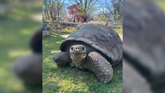 Nearly a century old, Philadelphia Zoo tortoises become first-time parents in historic hatching