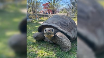 Nearly a century old, Philadelphia Zoo tortoises become first-time parents in historic hatching
