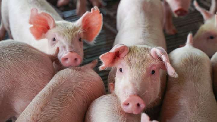 DA bans Slovak animal products amid FMD threat