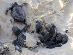 27 endangered Green Sea Turtles released