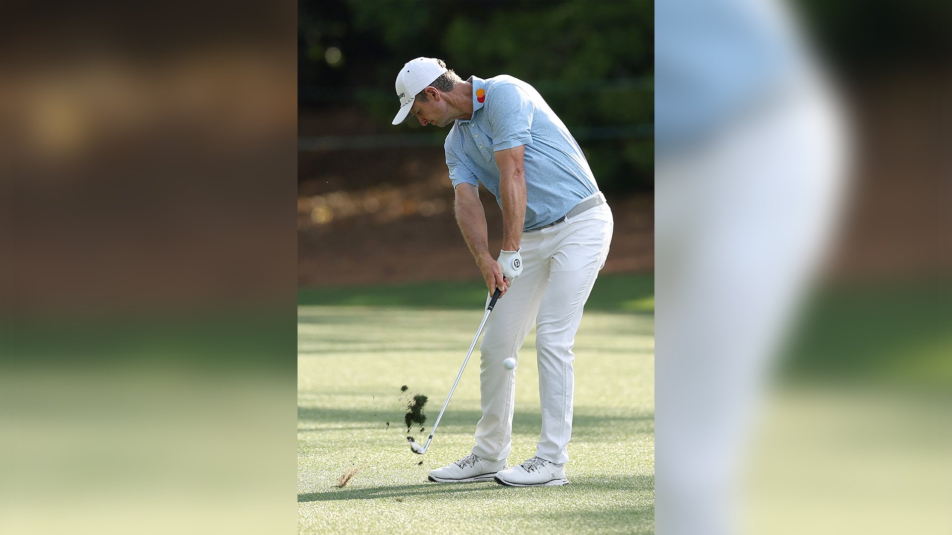 Rose in full bloom at Augusta  