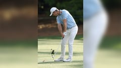 Rose in full bloom at Augusta