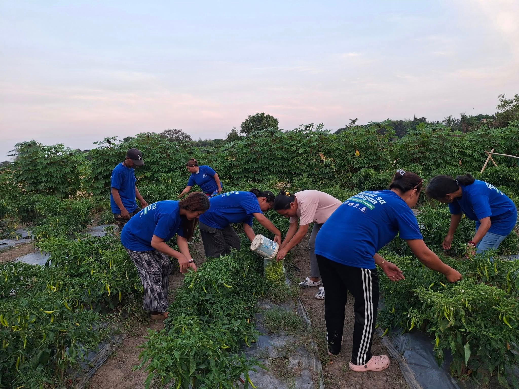 KSK farmers reap rewards of Henry Sy Sr.’s ideals