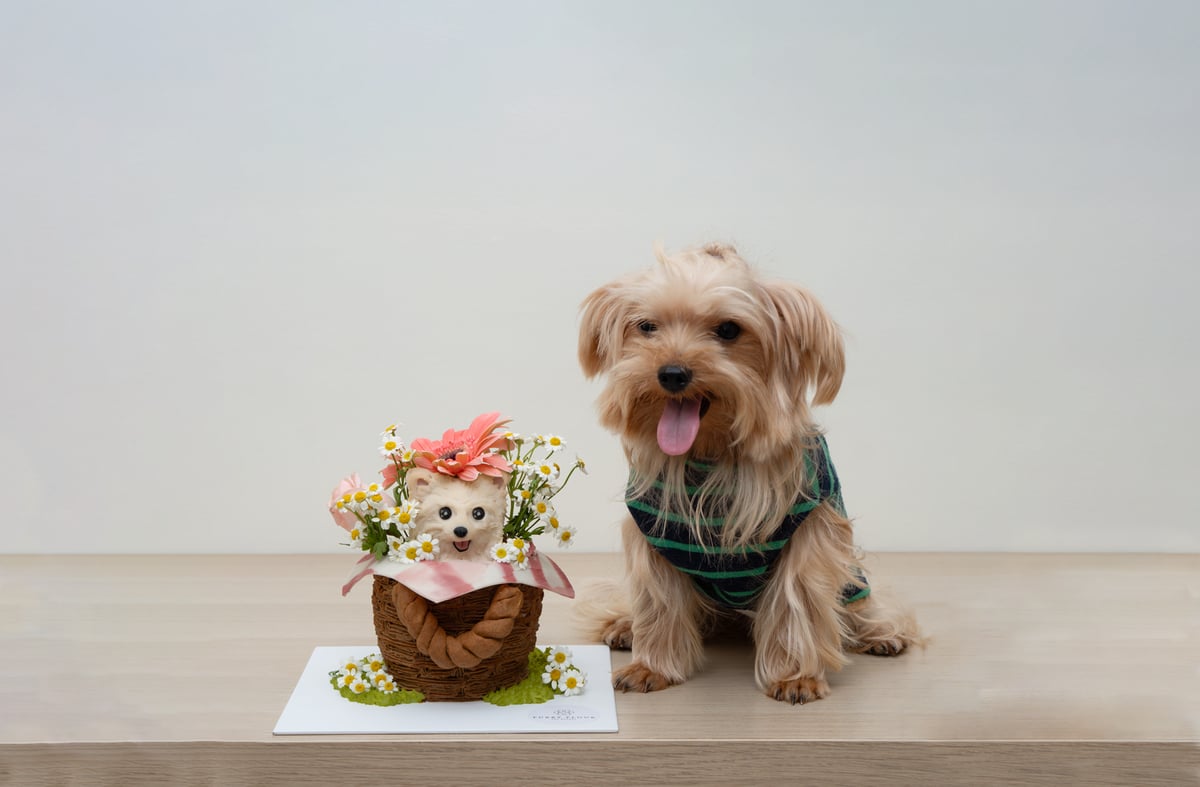 Picnic Sunshine Dog Cake Decorating Workshop at The Westin Manila in partnership 
with Furry Flour.