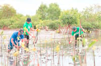 Volunteers plant mangrove saplings in Barangay Omboy, Abucay, Bataan as part of the Office of the Vice President’s ‘PagbaBAGo: A Million Learners and Trees Campaign’ and to mark International Day of Forests on 21 March 2025.