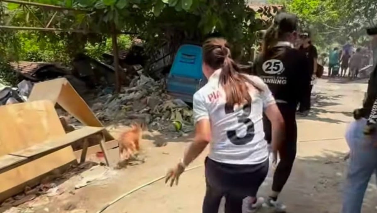Comelec urges humane polls after dog-chasing incident