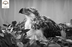 Phl eagle Riley passes away
