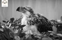 Phl eagle Riley passes away