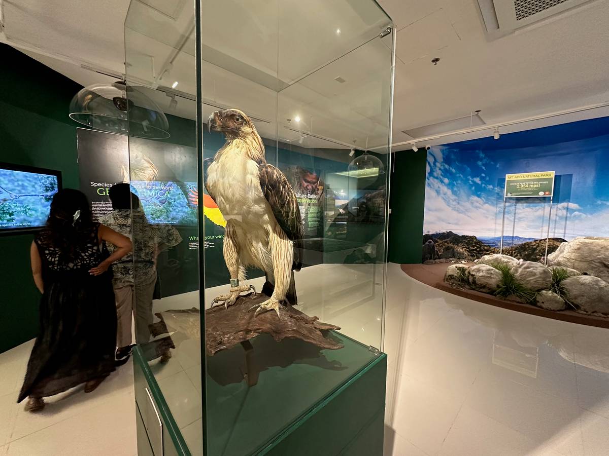 preserved remains of Philippine Eagle Geologica stands together with a photo spot featuring the top of Mt. Apo, the highest point in the Philippines.