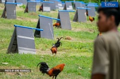 10 collared for illegal cockfighting