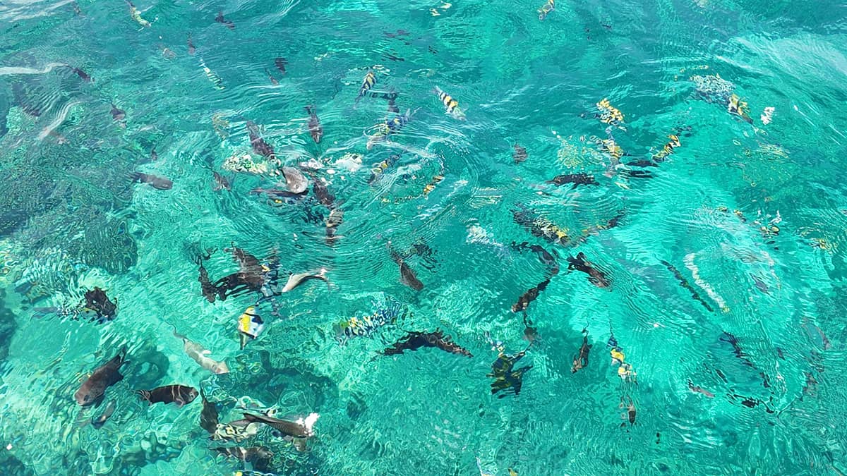 A SCHOOL of fish along with a diverse marine life are found near Santelmo Cove.