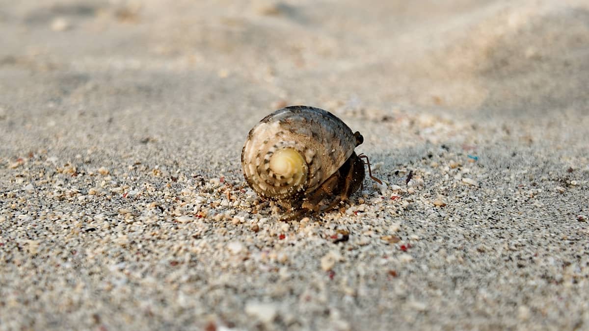 HERMIT crab