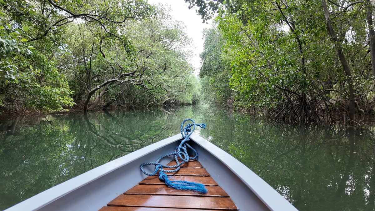 The Hamilo Coast is home to a 10-hectare mangrove forest, considered the largest in Nasugbu, Batangas.