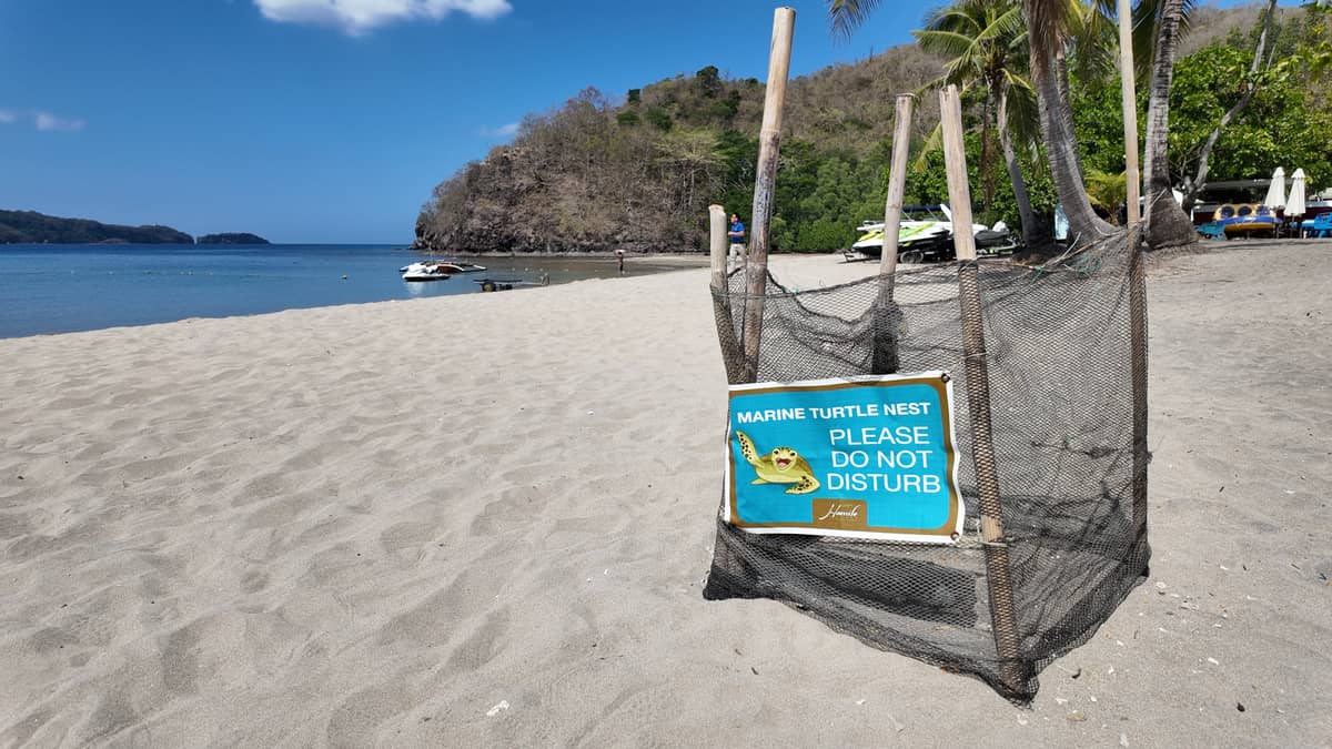 MARINE turtle nest.