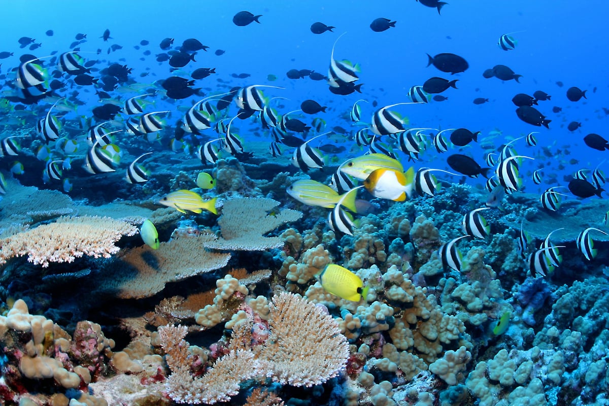 Trump opens marine reserve to fishing, prompting ecological alarms