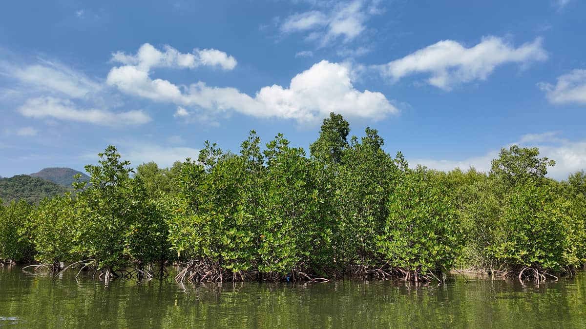 WHITE mangroves
