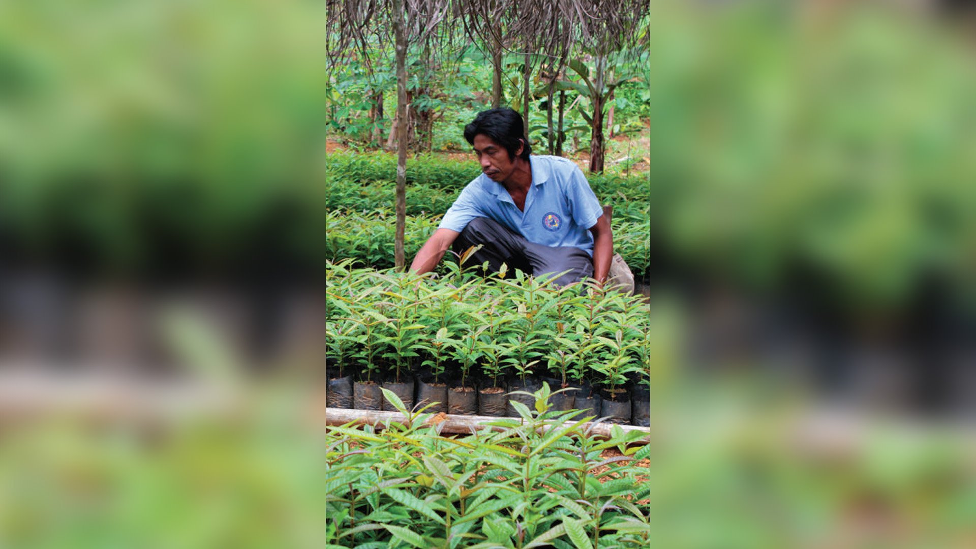 DBP boosting 5M Trees drive