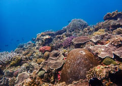 Sipalay offers more sun, sea and surprises