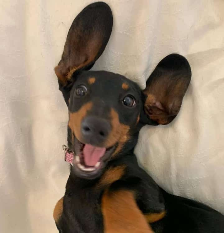 Runaway sausage dog snagged after 529 days on Australian island