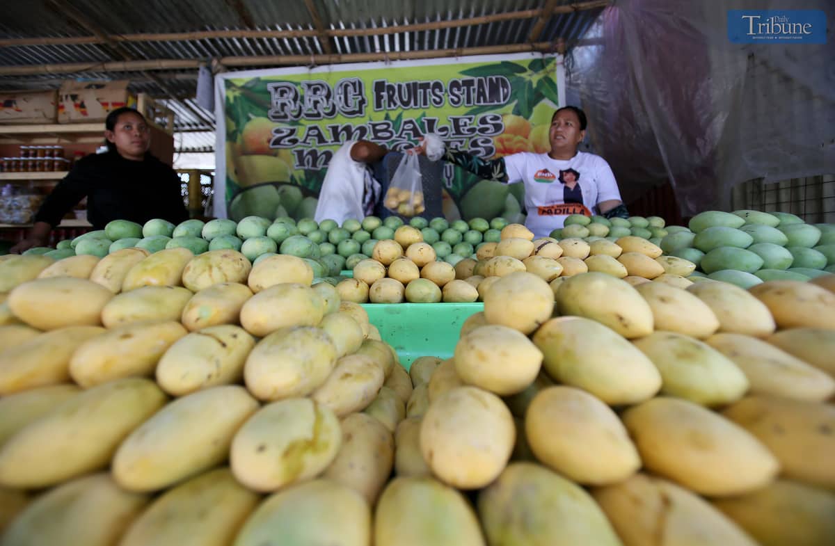 Local tourists are seen purchasing mangoes at the lowest prices along Mango Highway in San Narciso, Zambales, on Sunday, 27 April 2025.