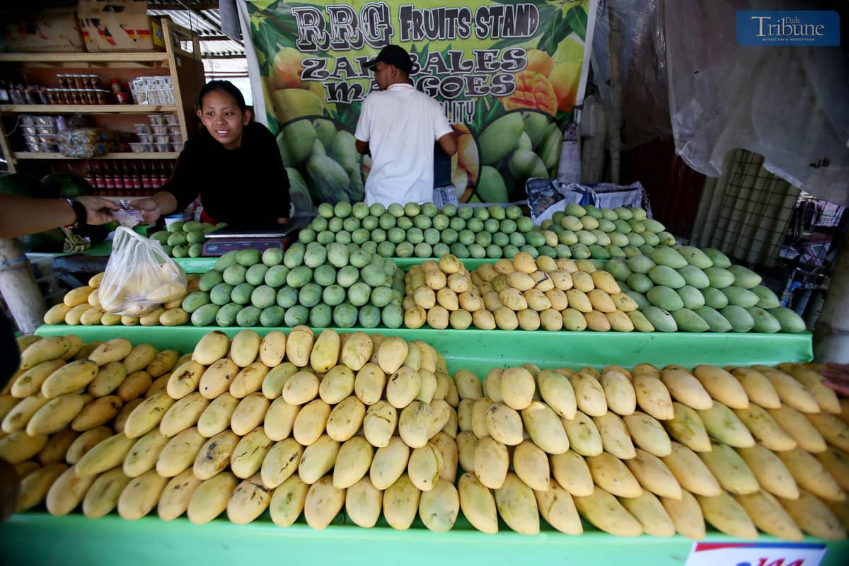 Local tourists are seen purchasing mangoes at the lowest prices along Mango Highway in San Narciso, Zambales, on Sunday, 27 April 2025.
