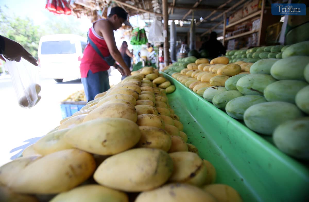 Local tourists are seen purchasing mangoes at the lowest prices along Mango Highway in San Narciso, Zambales, on Sunday, 27 April 2025.