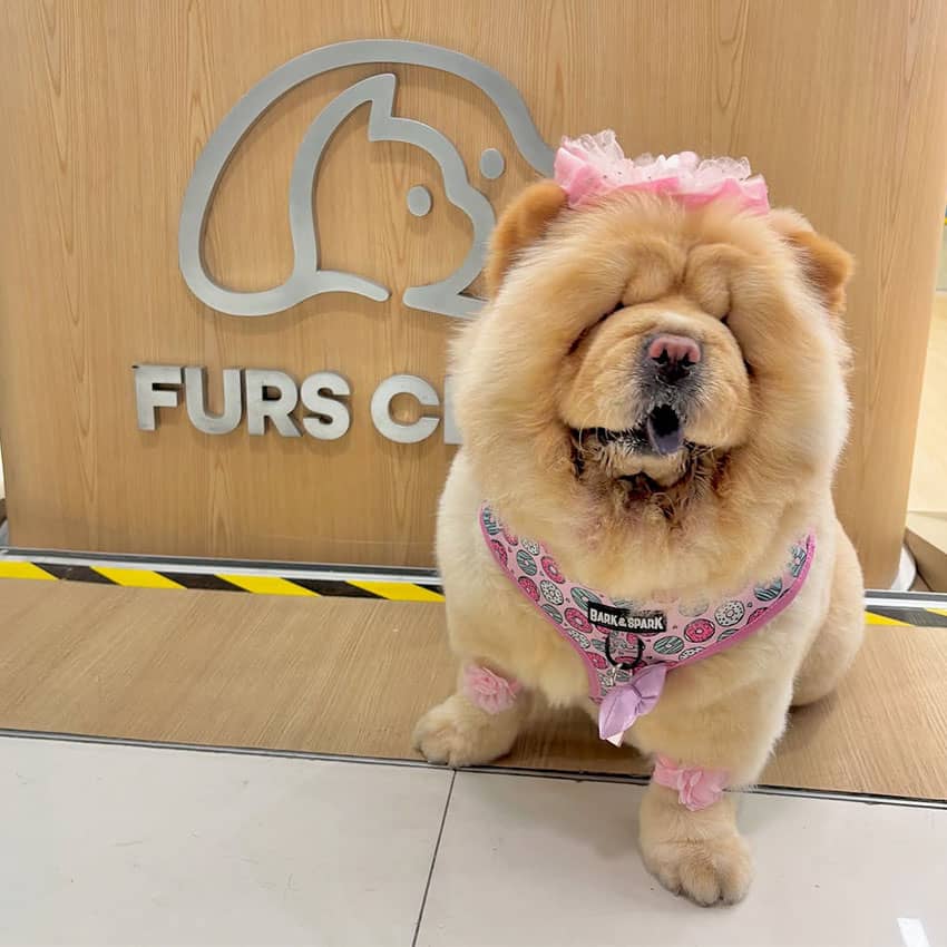 Furs Class