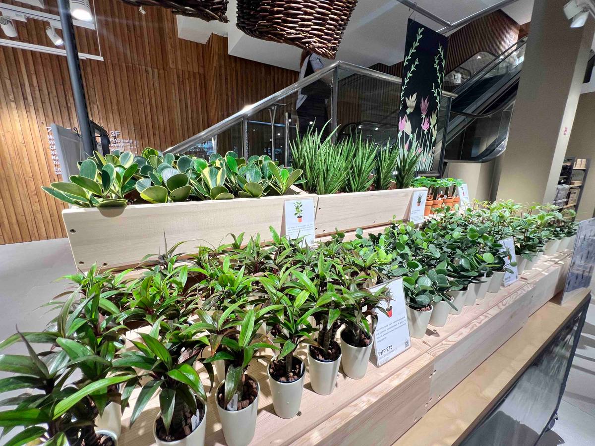 Green plants.