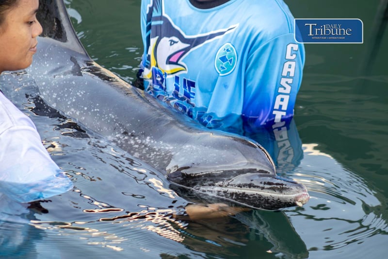 Dolphin stranded in Currimao waters, MMSU-CASAT and BFAR call for volunteers