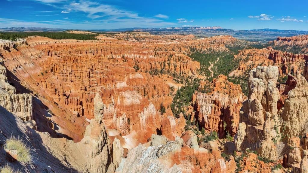 Cat survives 115-meter fall in U.S. canyon
