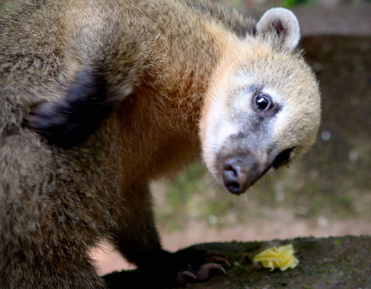 COATI