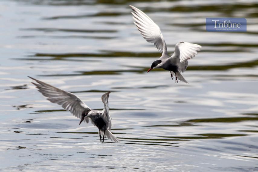 Whiskered terns soar over Las Piñas-Parañaque Wetland sanctuary