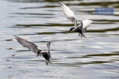 Whiskered terns soar over Las Piñas-Parañaque Wetland sanctuary