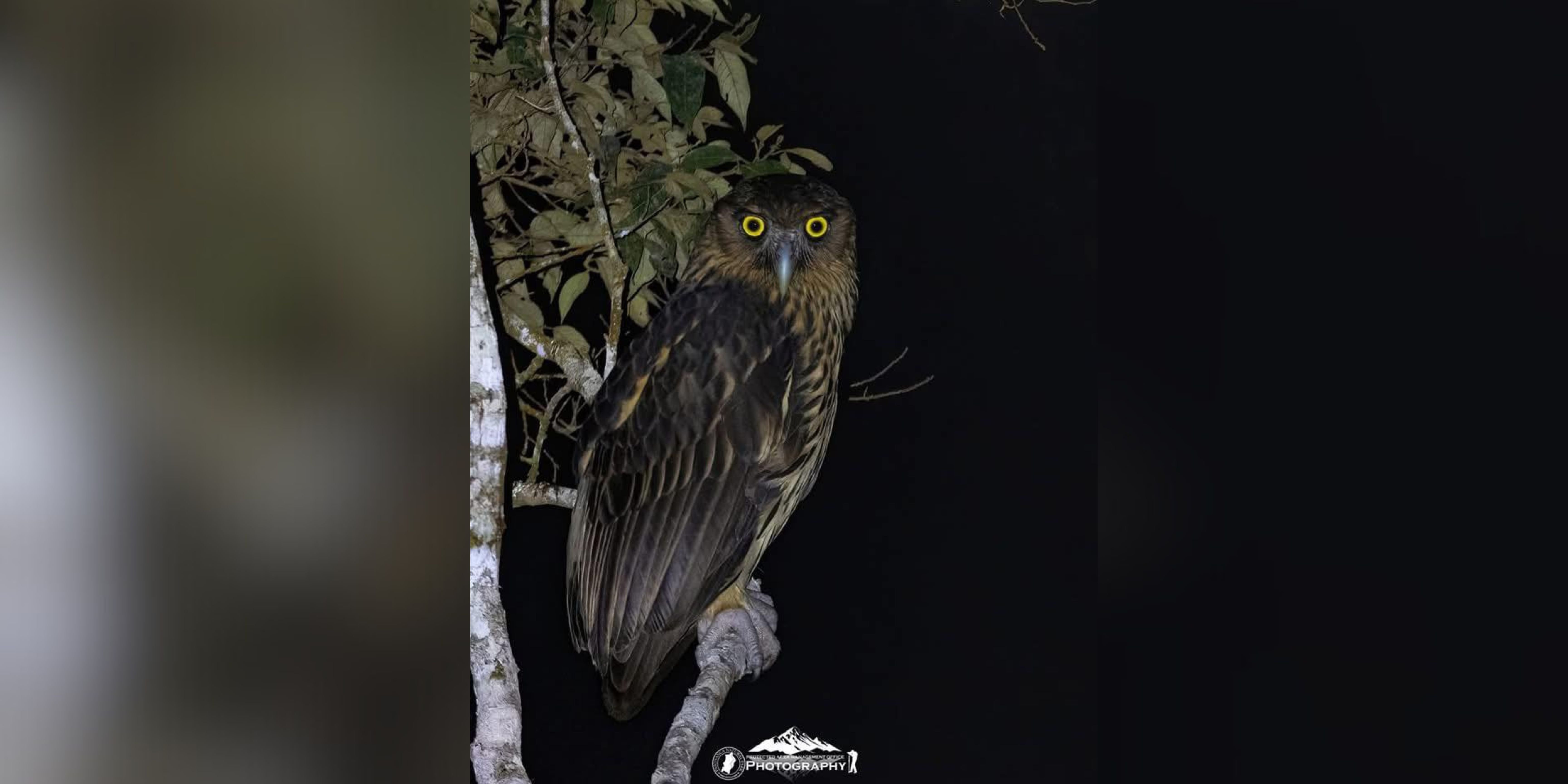 Rare Philippine eagle owl spotted in Pasonanca Natural Park