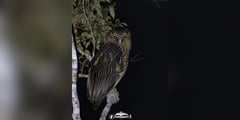 Rare Philippine eagle owl spotted in Pasonanca Natural Park