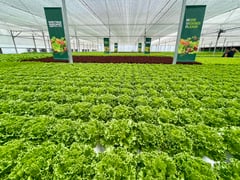 Ayala Land, MPAV bring greenhouse venture to Palawan
